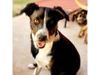 Adopt Mia a Border Collie