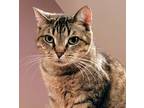 Adopt Ava a Bengal, Abyssinian