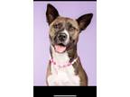 Adopt Athena a American Staffordshire Terrier, Husky