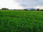 MOUNTAIN VIEW FARM, Las Nutrias, NM 87062 Farm For Sale MLS# 202341229