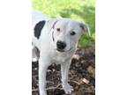 Adopt Snowflake a Pit Bull Terrier, Labrador Retriever