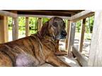 Adopt Rosie (Trinity) a Plott Hound