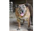 Adopt Sophie Rose (Trinity) a Plott Hound