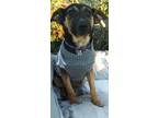 Adopt Shaye (Savannah's Litter) a German Shepherd Dog, Terrier