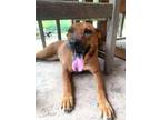 Adopt Dixie (Trinity) a Labrador Retriever, Chow Chow