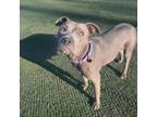 Adopt Shine (mom) a Mixed Breed, American Staffordshire Terrier