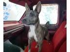 Adopt Nunu (now Nettles) a Italian Greyhound, Terrier