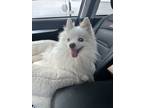 Adopt Miss Leila a Pomeranian