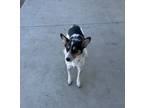 Adopt Sheena a Australian Cattle Dog / Blue Heeler