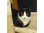 Adopt Ivory a Domestic Short Hair