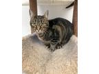 Adopt Dreidel a Domestic Short Hair