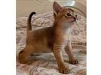PT. U8 purebred Abyssinian kitten