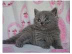 ALYY2 British shorthair kitten