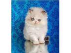 WC. R0 TICA and CFA Persian kitten