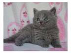 SODL2 British shorthair kitten