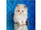 KCC. M9 TICA and CFA Persian kitten