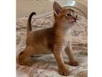 MP. E7 purebred Abyssinian kitten