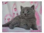 MAK22 British shorthair kitten