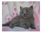 OCIA2 British shorthair kitten