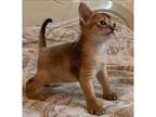 SDO. U4 purebred Abyssinian kitten