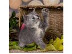 BAIN3 British shorthair kitten