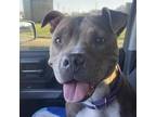 Adopt Apple Pie a Pit Bull Terrier