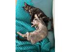 Adopt Angel Pink Nose with Temperance friend!! a Tortoiseshell