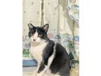 Adopt Pretty Woman...walkin' down the street! a American Shorthair