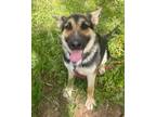 Adopt Peggy Sue!! Loves you!! a German Shepherd Dog