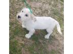 Adopt Jazzy local April 26th, 27th &28th a Terrier, Wirehaired Terrier