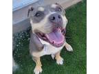 Adopt Madison a Pit Bull Terrier