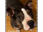 Adopt Freckles a Pit Bull Terrier