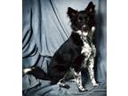 Adopt Sophie Girl a Border Collie, Australian Cattle Dog / Blue Heeler