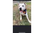 Adopt Mindy a American Staffordshire Terrier