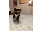 Adopt Tori a Tortoiseshell