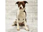 Adopt Reiner a Terrier