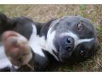 Adopt Handsome a Pit Bull Terrier