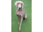 Adopt Boone a Weimaraner