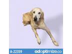 Adopt TUSC-Stray-tu244 a Labrador Retriever