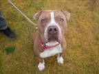 Adopt FUSCA a Pit Bull Terrier