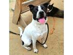 Adopt WINSLOW a Pit Bull Terrier