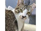 Adopt Angel Baby a Domestic Short Hair