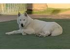 Adopt Romeo n Juliett a Siberian Husky