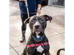Adopt Edison a Pit Bull Terrier
