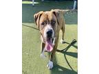 Adopt TIGER a American Staffordshire Terrier