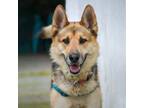 Adopt Indy a German Shepherd Dog