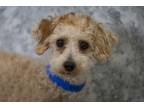 Adopt Rusty a Poodle