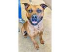 Adopt EASTWOOD a Mixed Breed