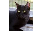 Adopt Frenchy a Domestic Short Hair