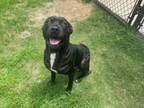 Adopt BRODY a Pit Bull Terrier, Mixed Breed